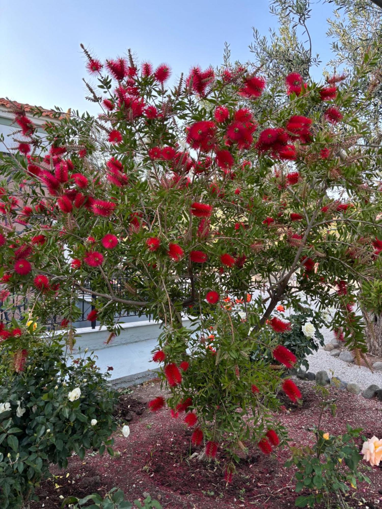 Elea Houses ميثيمْنا المظهر الخارجي الصورة