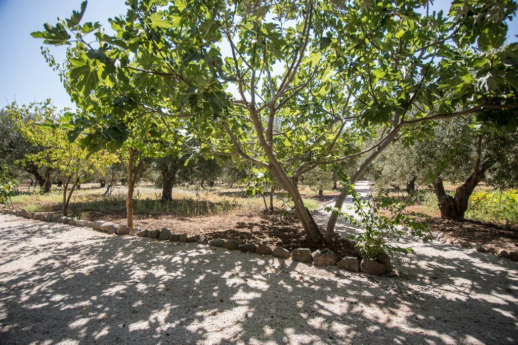 Elea Houses ميثيمْنا المظهر الخارجي الصورة